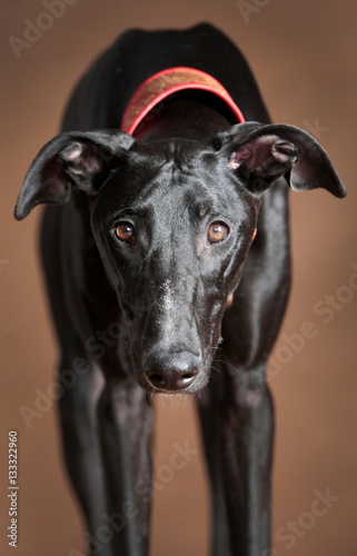Spanish greyhound closeup