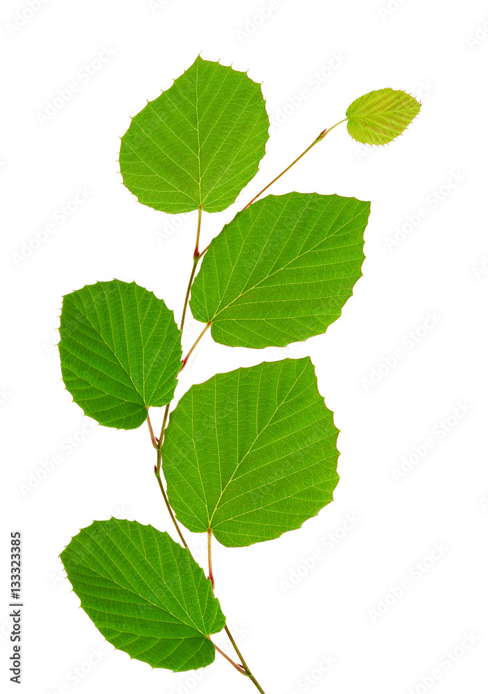 linden green leaves isolated on white background linden green leaves isolated on white background
