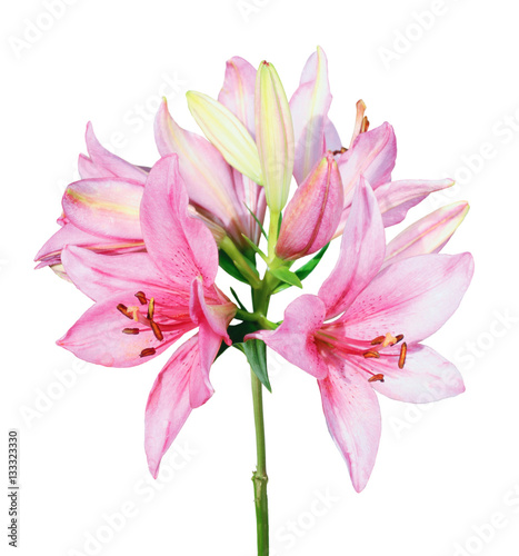 Fototapeta Naklejka Na Ścianę i Meble -  Beautiful pink lily isolated on white background