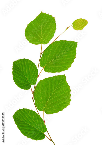 linden green leaves isolated on white background