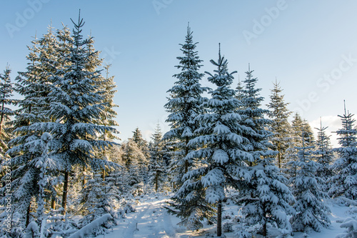 Winter wonderland - snowy white forest and blue sky.