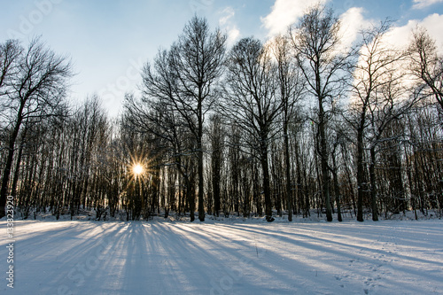 Warm sun rays between trees and snowy landscape. © Thorsten Fritz