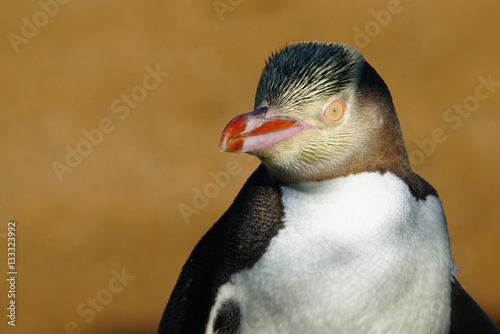 Yellow-eyed Penguin, Hoiho, Gelbaugenpinguin photo