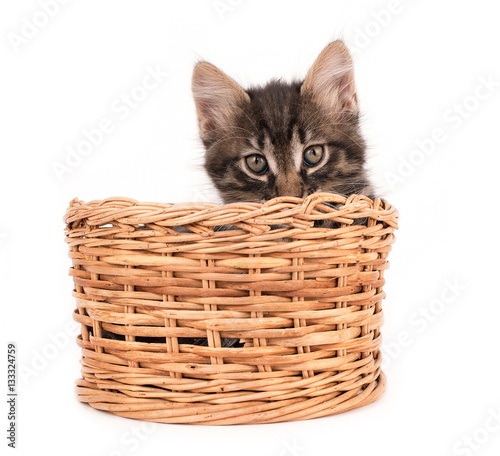 Kitten on a white background