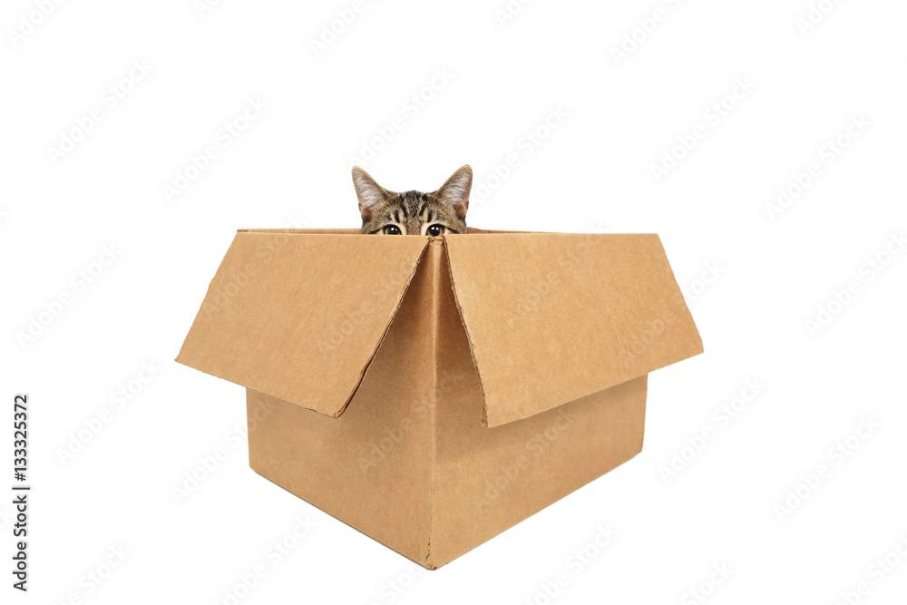 Fototapeta premium Cat in a box