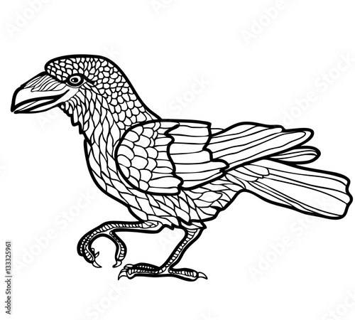 Vector illustration of raven black and white