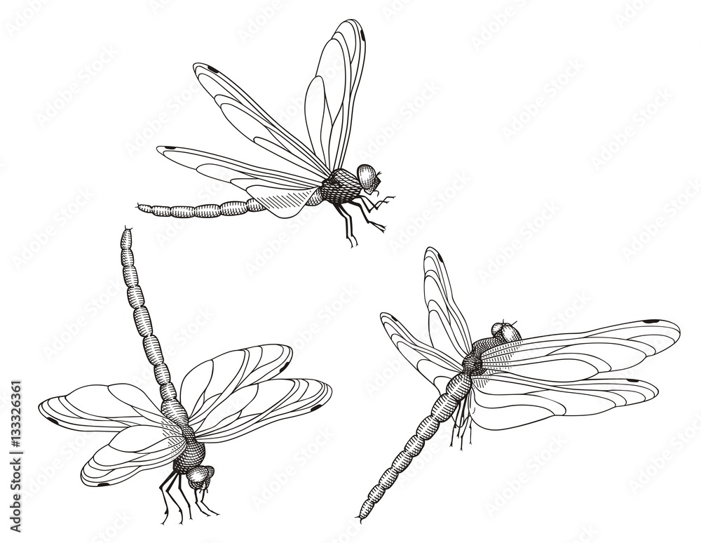 Dragonfly vector - obrazy, fototapety, plakaty 