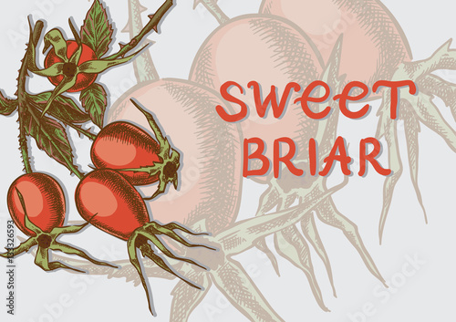 Sweet briar on the branches card photo