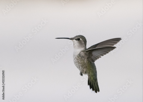 Costas Hummingbird (Calypte costae) Female In Flight
