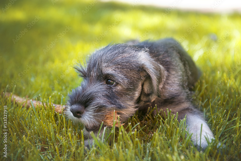Schnauzer puppy playing in the garden Schnauzer puppy playing in the garden