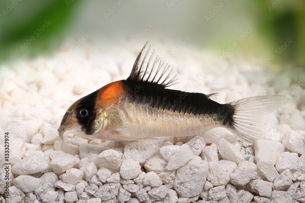 Cory catfish Corydoras duplicareus tropical aquarium fish Stock Photo