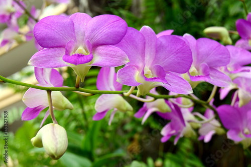 Tropical orchids