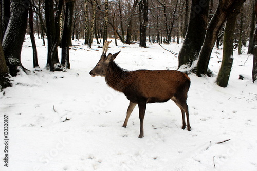 Fototapeta Naklejka Na Ścianę i Meble -  Junger Hirsch im Schnee