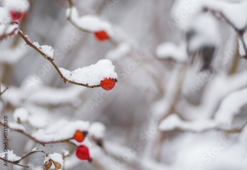 Small branch of rose-canina  dog-rose  with berry bending under a snow cap