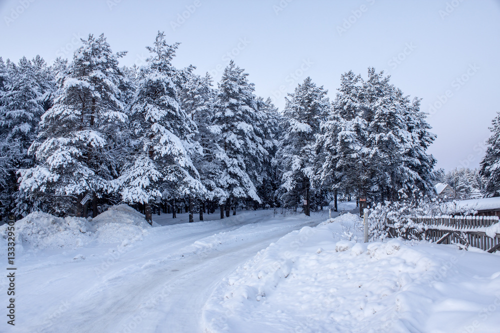 coniferous wood covered with snow winter evening