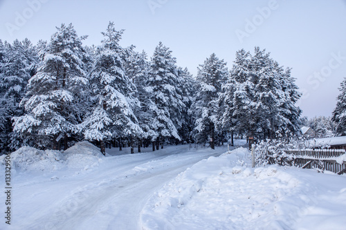 coniferous wood covered with snow winter evening