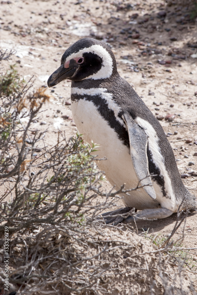 Obraz premium Magellanic Penguin of Punta Tombo Patagonia