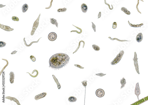 Foto lots of various microorganisms