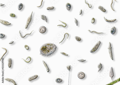 Fotografie lots of various microorganisms