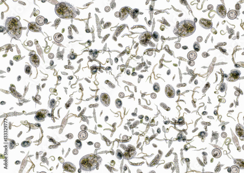 lots of various microorganisms