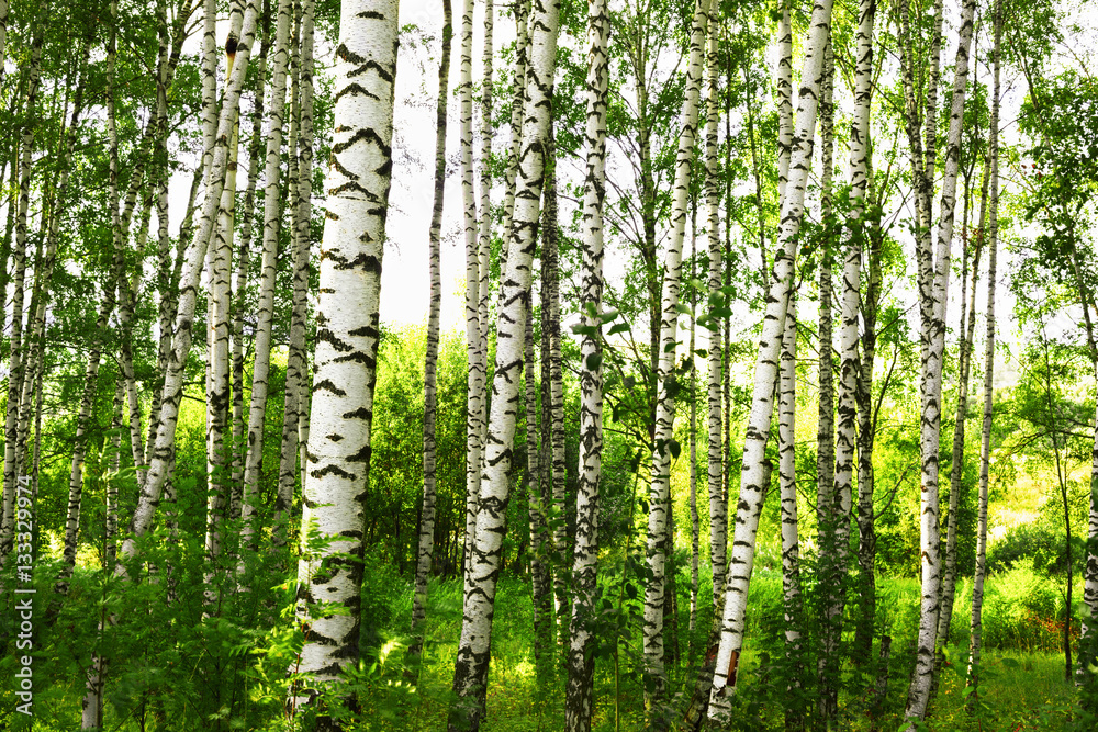 Fototapeta premium summer in sunny birch forest