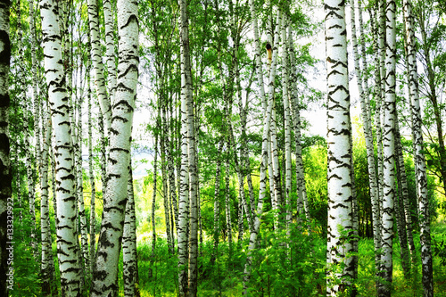 Fotografie, Obraz summer in sunny birch forest