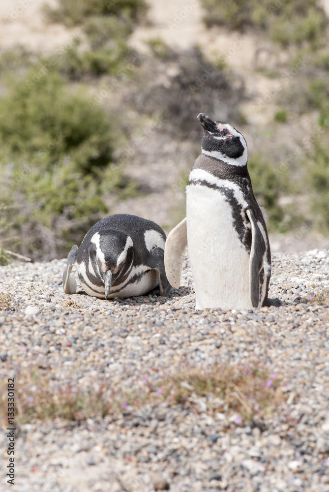 Fototapeta premium Magellanic Penguin of Punta Tombo Patagonia