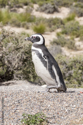 Magellanic Penguin of Punta Tombo Patagonia