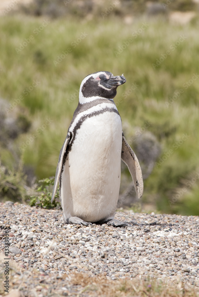 Naklejka premium Magellanic Penguin of Punta Tombo Patagonia