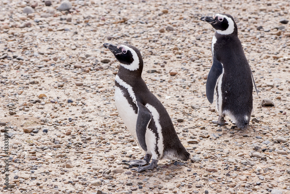 Obraz premium Magellanic Penguin of Punta Tombo Patagonia