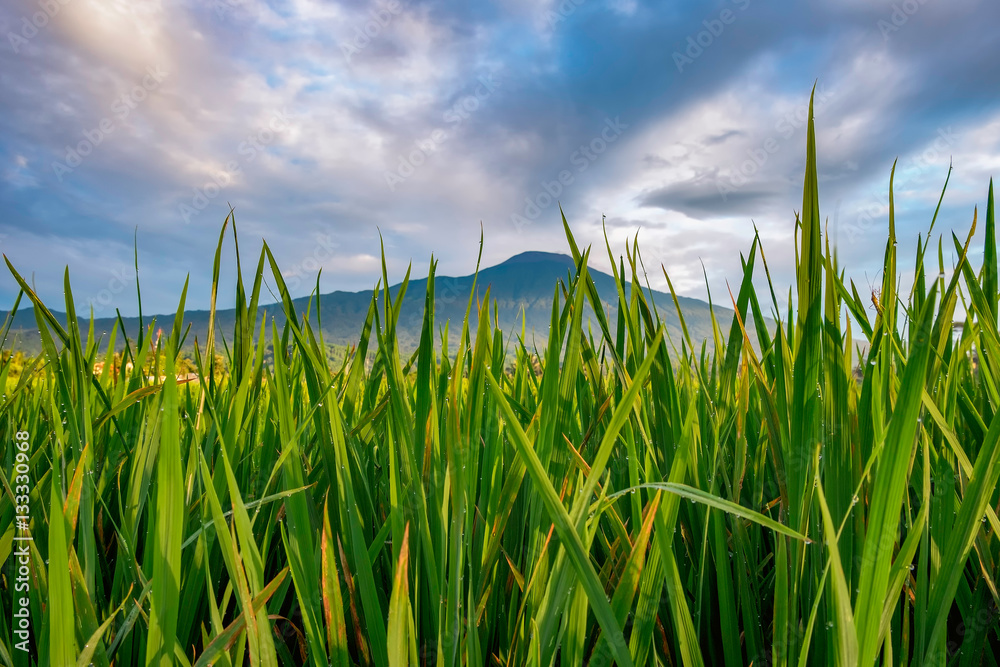 Green grass freshen the morning of mountain areas. A morning in Indonesia. Captured in purwokerto, Indonesia Green grass freshen the morning of mountain areas. A morning in Indonesia. Captured in purwokerto, Indonesia