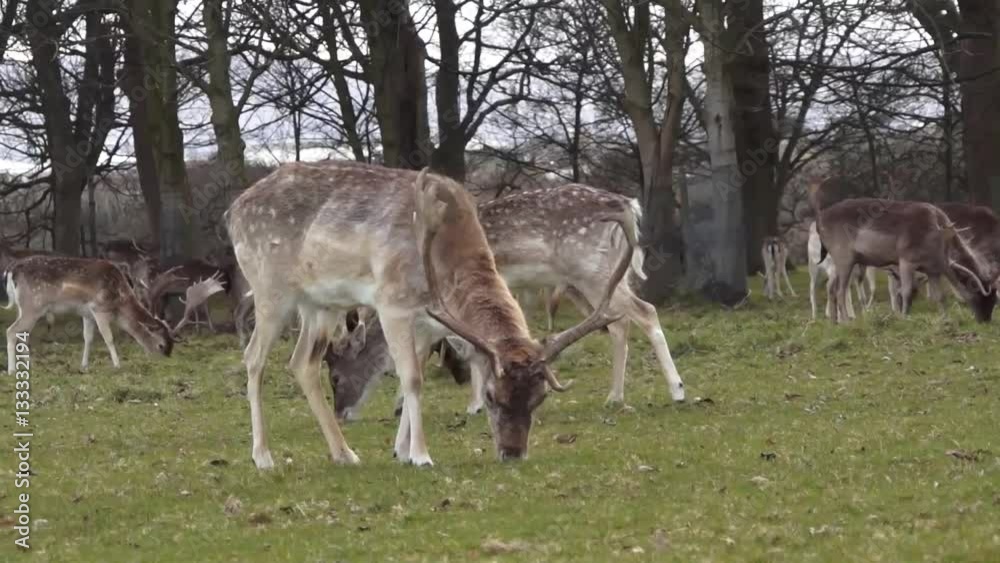 Deer in the wild