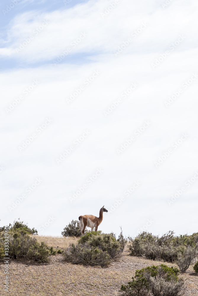 Guanaco in the national park of Punta Tombo, Argentina Guanaco in the national park of Punta Tombo, Argentina