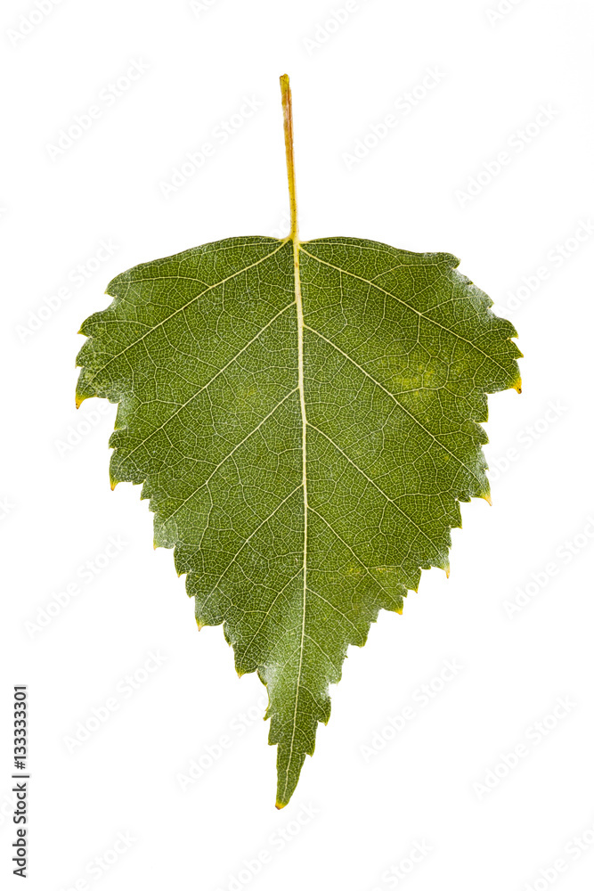 Fototapeta premium Birch leaf. Isolated on white, clipping path