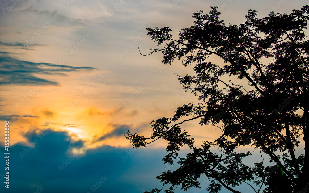beautiful shillloutte  of tree branch and leaf at sunset, with beautiful cloud and yellow sky in the background