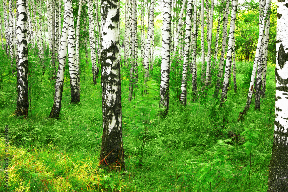 Naklejka premium summer in sunny birch forest