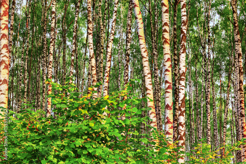 summer in sunny birch forest