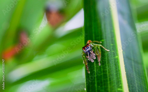 Scary looking black spider, with red colored strip in its eye, looking at the camera