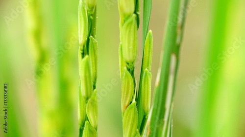 Close up photo of green rice grain in rice plants, vertically aligned