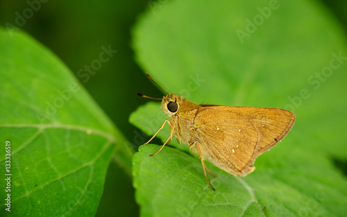 Brown butterfly perching on green leaf