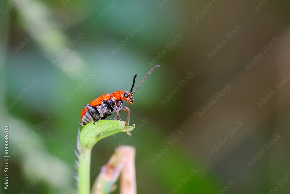 Little red beetle, perching on leaf, on a chilly morning. Little red beetle, perching on leaf, on a chilly morning.