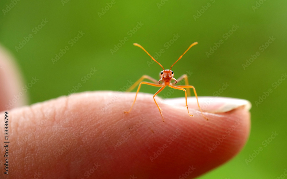 tiny and cute red ant standing in human's index finger. Pay attention to the camera tiny and cute red ant standing in human's index finger. Pay attention to the camera
