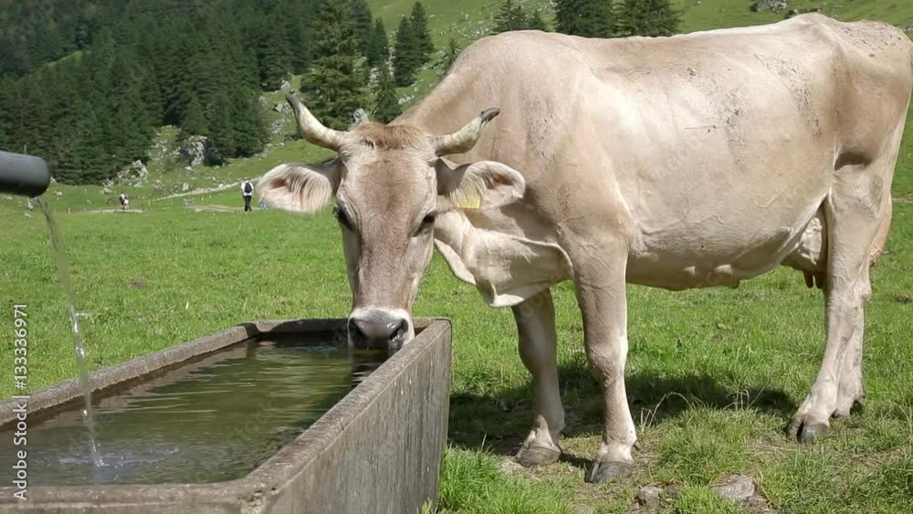 Thirsty cow on an alpine pasture in high mountains drinking water from a reservoir Thirsty cow on an alpine pasture in high mountains drinking water from a reservoir