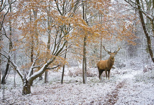 Beautiful red deer stag in snow covered festive season Winter fo