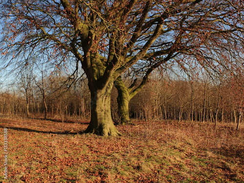 Beech trees and young woodland in winter