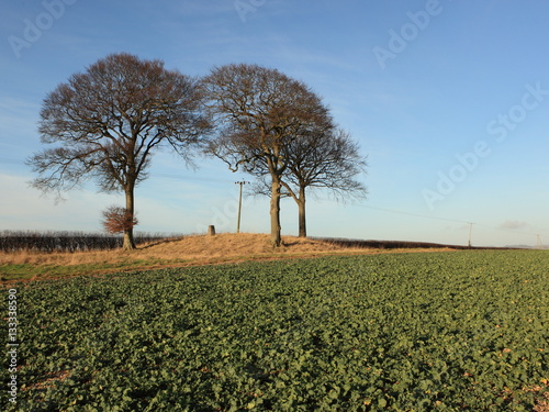 Three Beech trees and a trig point on a burial mound or tumulus