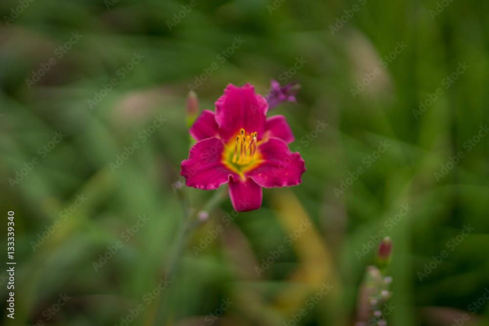 Red lily flower
Red lily flower
