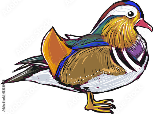 Mandarin Duck vector sketch illustration clip-art image