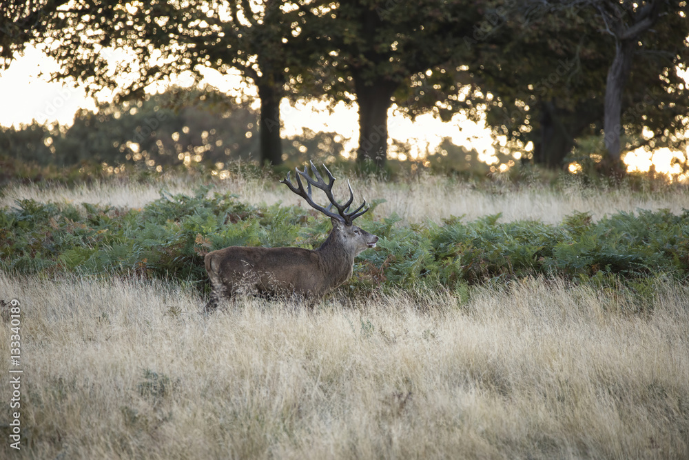 Obraz premium Majestic powerful red deer stag Cervus Elaphus in forest landsca