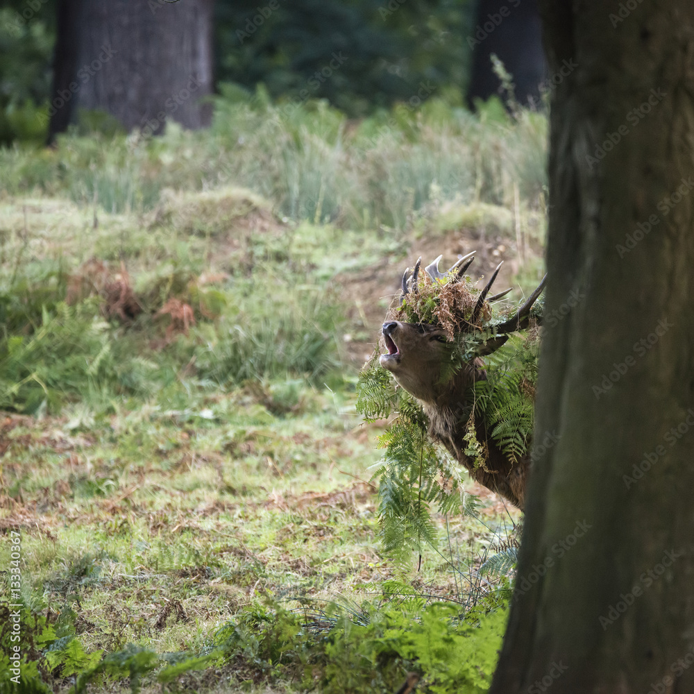 Majestic powerful red deer stag Cervus Elaphus in forest landsca